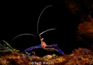 Pederson Cleaner Shrimp...Bonaire, Netherlands by Beth Watson 